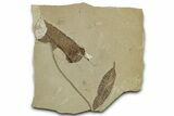 Fossil Leaf (Cedrelospermum) - Green River Formation, Utah #325592-1